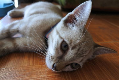 Close-up of cat lying down on hardwood floor