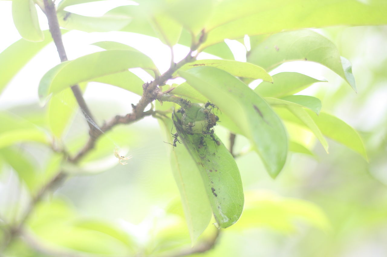 CLOSE-UP OF PLANT