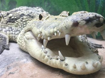 Close-up of crocodile