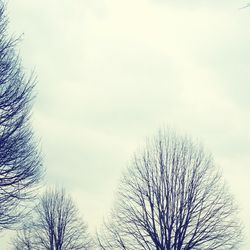 Low angle view of bare trees against sky