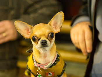 Close-up portrait of chihuahua by men