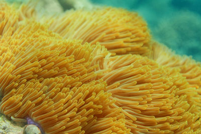 Close-up of coral in sea