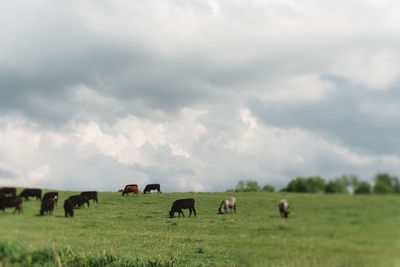 Horses grazing in a field