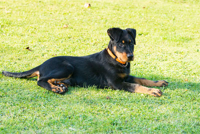 Black dog lying down on land