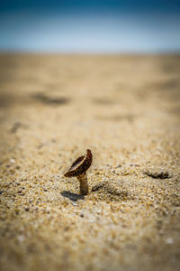 Close-up of lizard on sand at beach