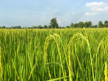 Scenic view of wheat field against sky