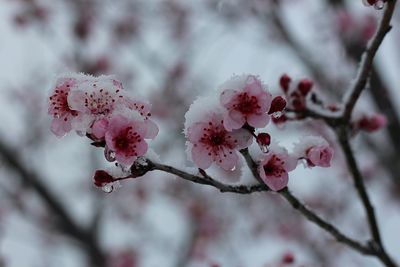 Close-up of apple blossoms in snow