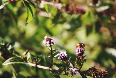 Close-up of bee on purple flowering plant