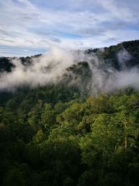 Scenic view of trees on landscape against sky