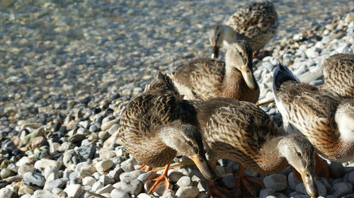 High angle view of birds on beach