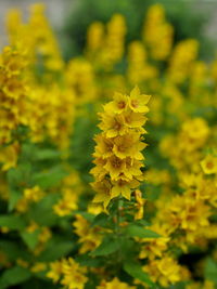 Close-up of yellow flowering plant on field