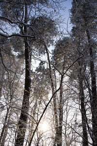 Low angle view of bare trees against sky