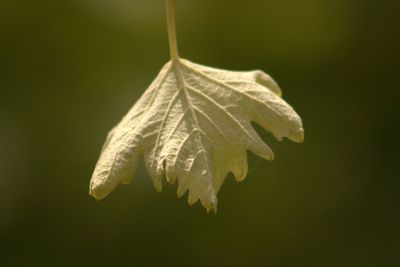 Close-up of leaves against blurred background