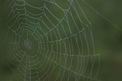 Close-up of spider web