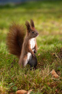 Beautiful squirrel in the park on a tree