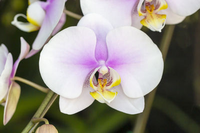 Close-up of white orchids