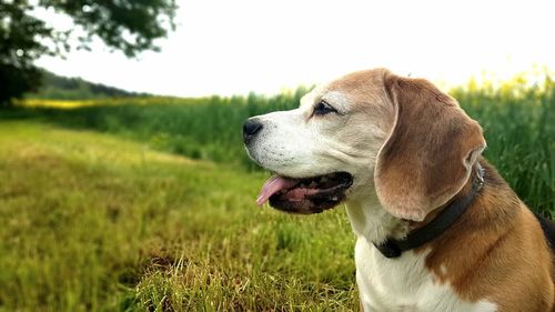 Dog looking away on field