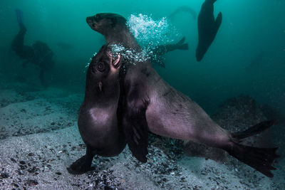 Seals swimming underwater