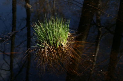 Close-up of plants