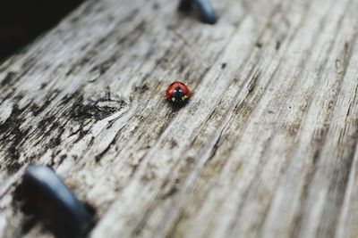 High angle view of ladybug on wood