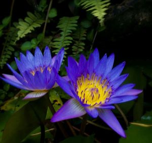 Close-up of purple flower