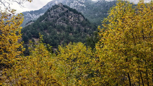 Yellow flowers growing on land
