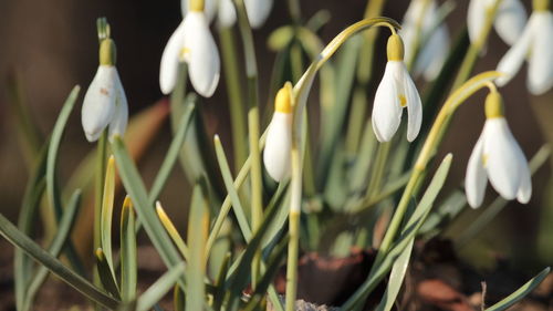 Close-up of white flowers blooming in field