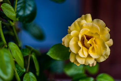 Close-up of yellow flowering plant