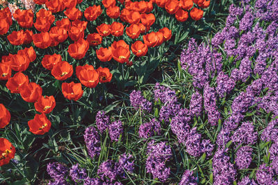 High angle view of purple flowering plants on field