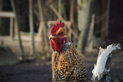 Close-up of rooster