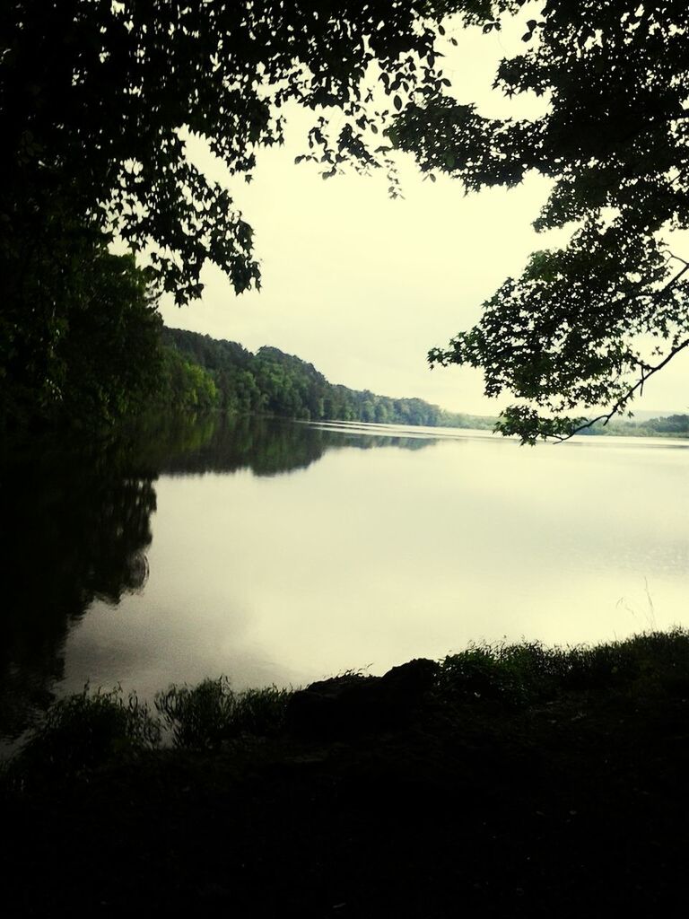 tree, tranquil scene, tranquility, water, scenics, beauty in nature, lake, clear sky, nature, growth, idyllic, branch, reflection, calm, sky, copy space, non-urban scene, landscape, lakeshore, plant