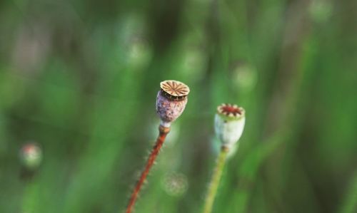 Close-up of bud