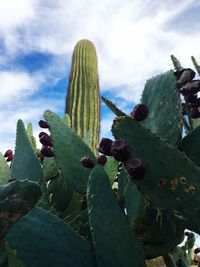 Low angle view of cactus growing against sky