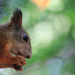 Close-up of squirrel