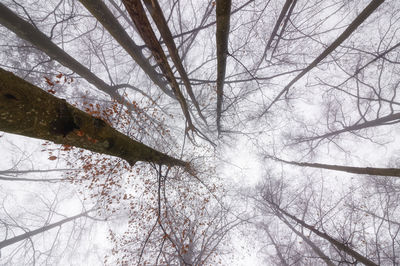 Low angle view of bare trees during winter