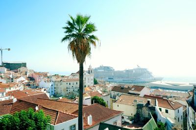 High angle view of palm tree in town against clear sky