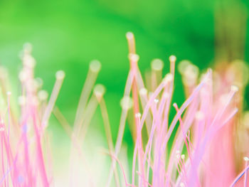 Close-up of pink flowering plants on field