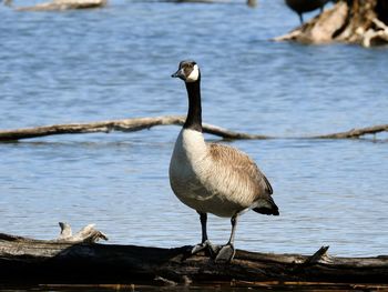 Close-up of bird perching on lake