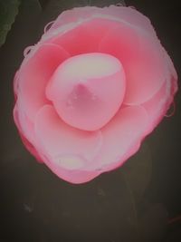 Close-up of pink flowers