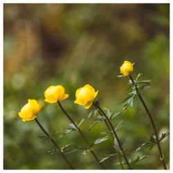 Close-up of yellow flowers blooming outdoors