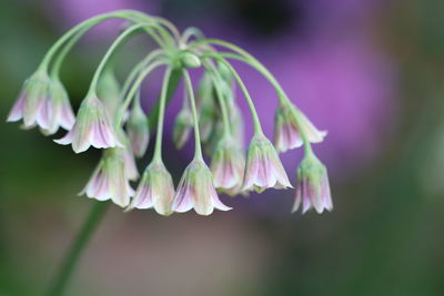 Close-up of purple flowering plant