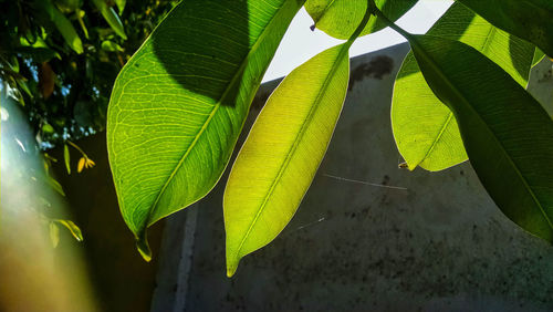 Close-up of green leaves