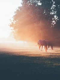 Horses grazing on field during sunny day