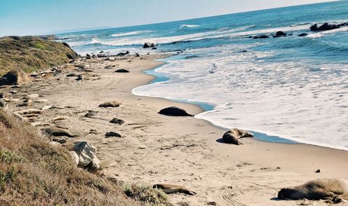 Scenic view of beach against sky