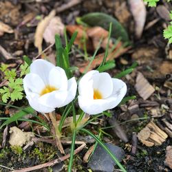 Close-up of white crocus blooming outdoors