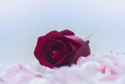 Close-up of pink roses against white background