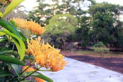 Close-up of yellow flowers