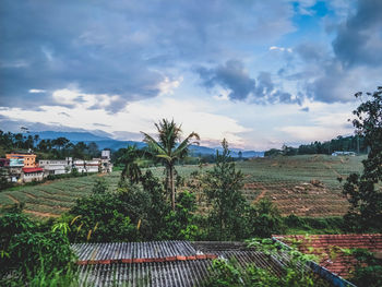 Plants growing on field against sky