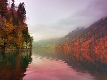 Reflection of trees in lake