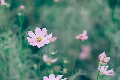 Close-up of pink flowering plants on field